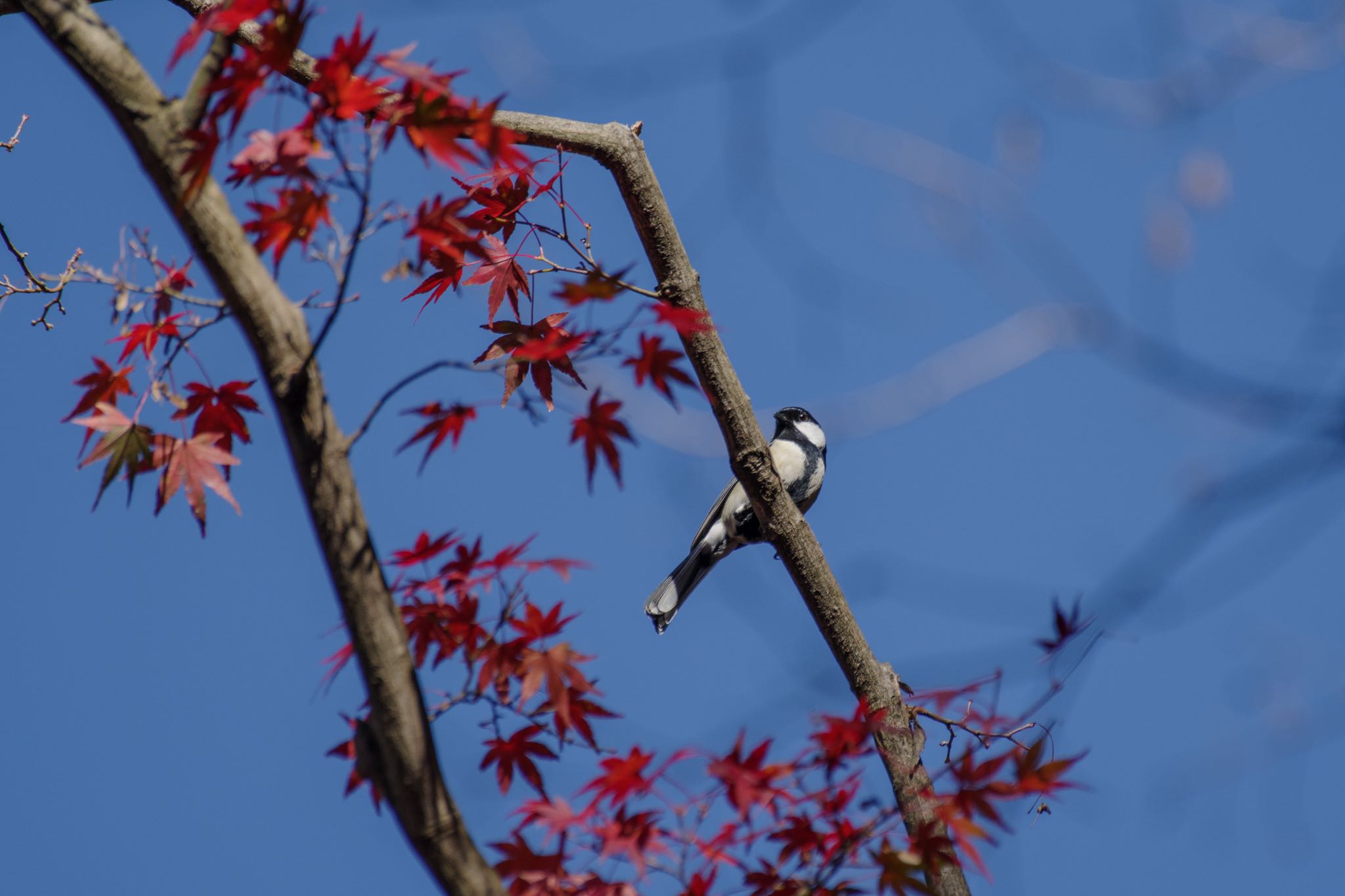 秋空と紅葉、そしてシジュウカラ。 by Marco Birds