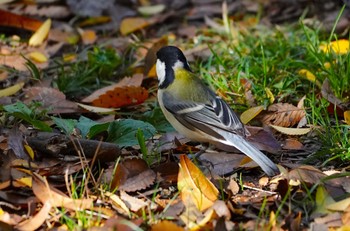 Japanese Tit Oizumi Ryokuchi Park Sun, 11/27/2022