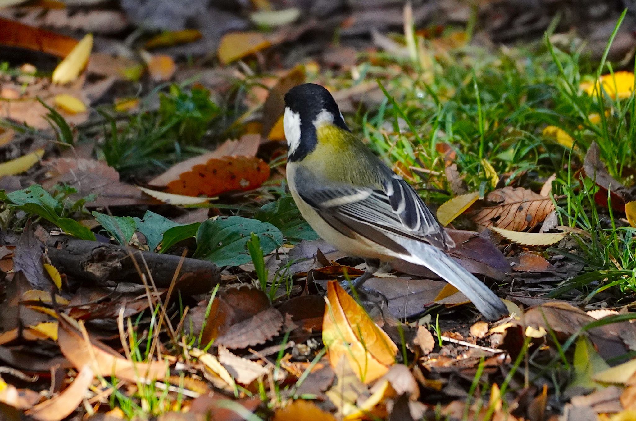 Photo of Japanese Tit at Oizumi Ryokuchi Park by アルキュオン