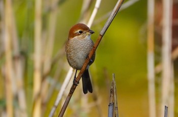 Bull-headed Shrike Oizumi Ryokuchi Park Sun, 11/27/2022