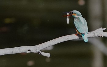 Common Kingfisher Oizumi Ryokuchi Park Sun, 11/27/2022