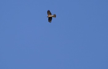 Eurasian Goshawk Oizumi Ryokuchi Park Sun, 11/27/2022