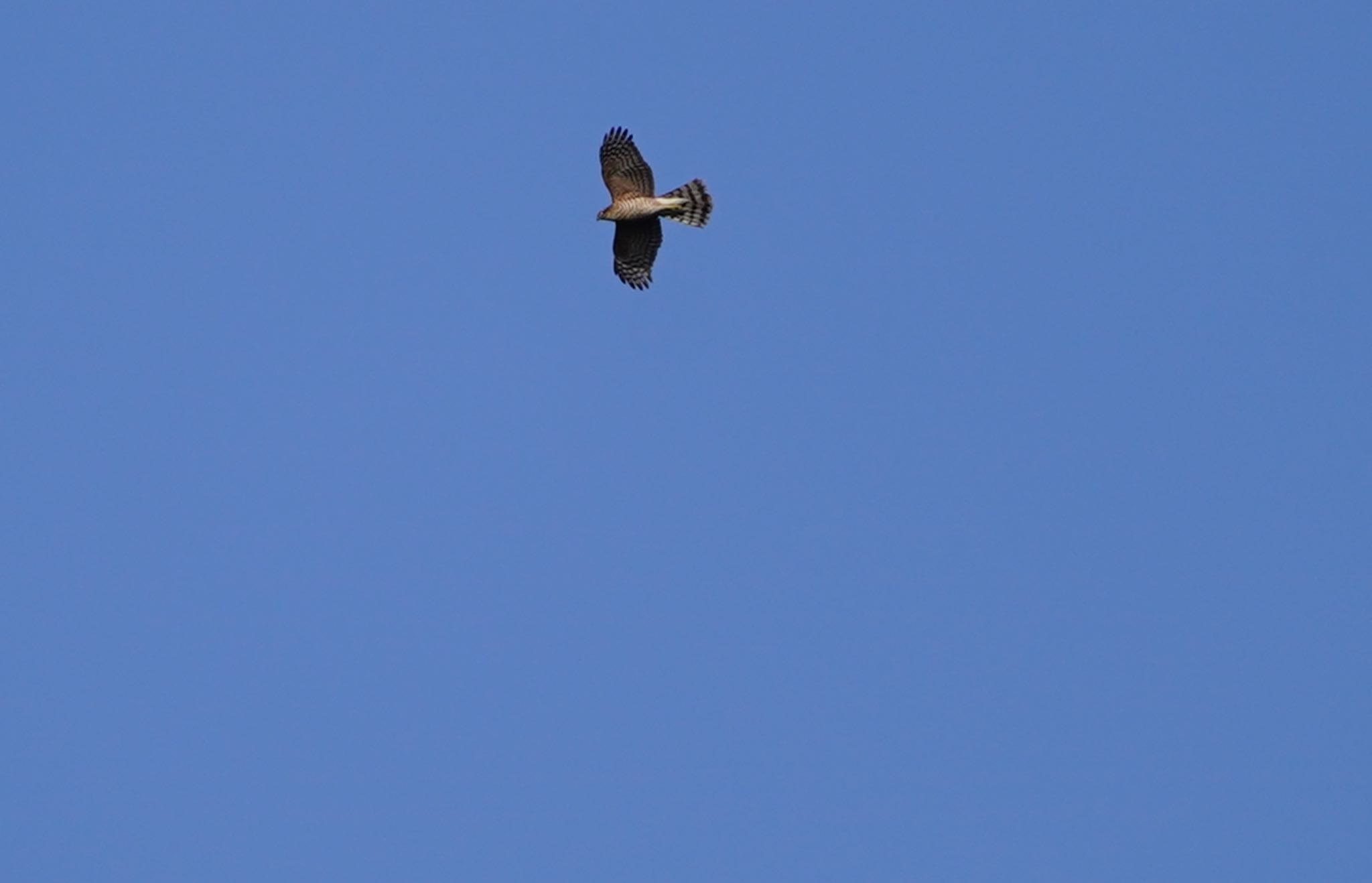 Photo of Eurasian Goshawk at Oizumi Ryokuchi Park by アルキュオン