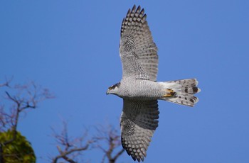 2022年11月27日(日) 万代池の野鳥観察記録