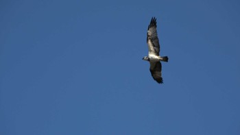 Osprey Gonushi Coast Sun, 11/27/2022