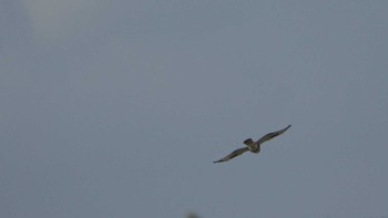 Eastern Buzzard Gonushi Coast Sun, 11/27/2022