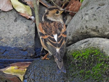 Brambling 木曽川河跡湖公園 Sun, 11/27/2022