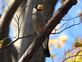 Japanese Grosbeak 木曽川河跡湖公園 Sun, 11/27/2022