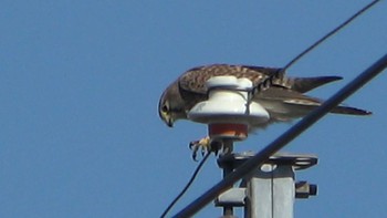 Common Kestrel Gonushi Coast Sun, 11/27/2022