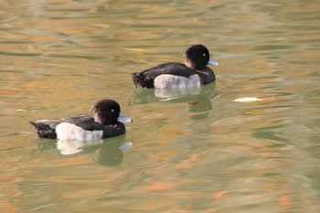 Tufted Duck Osaka castle park Sun, 11/27/2022