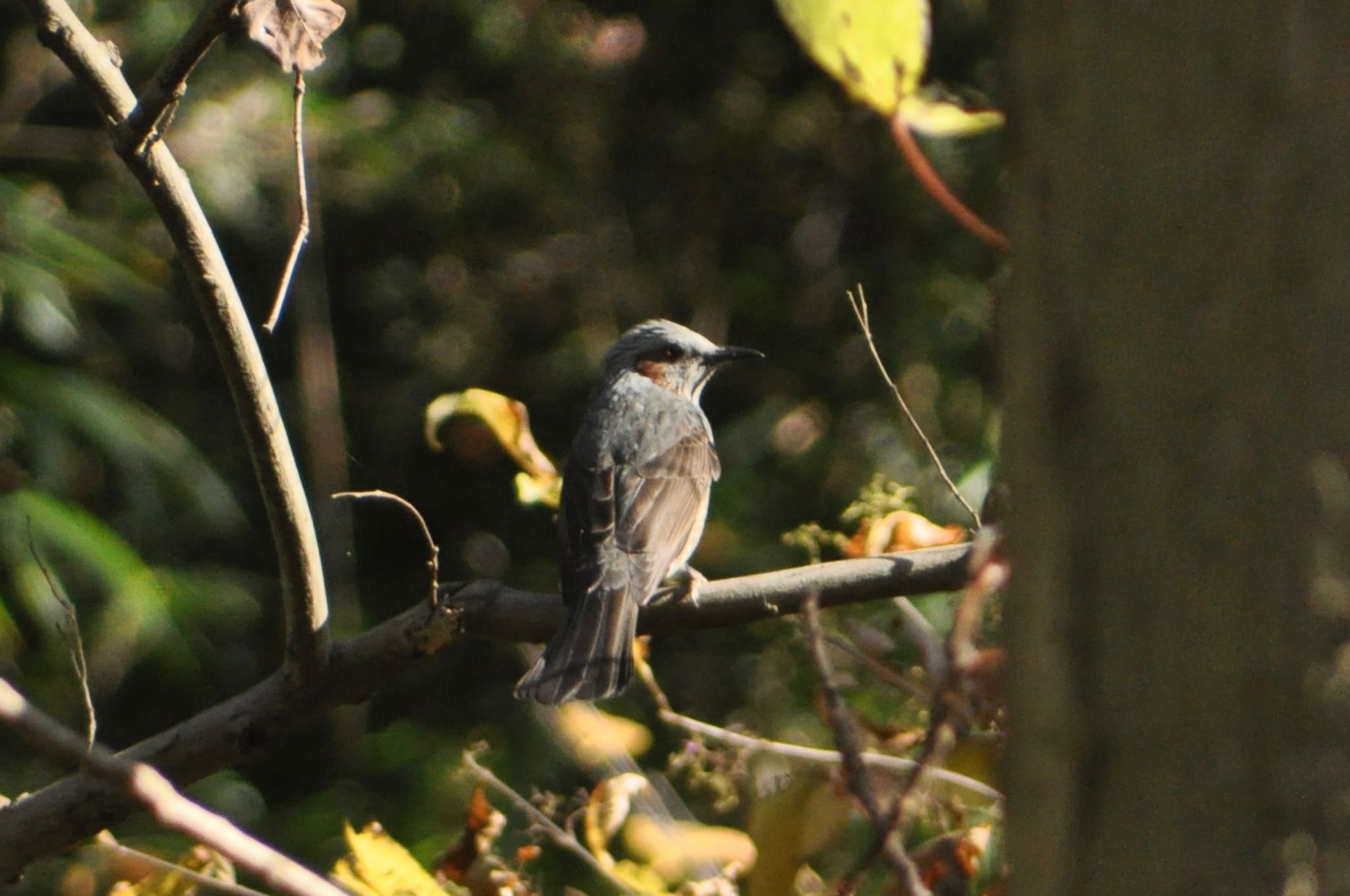 Photo of Brown-eared Bulbul at 生田緑地 by まさ
