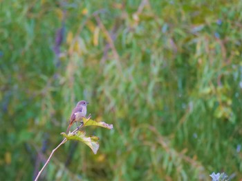 Daurian Redstart 松戸市 Sat, 11/5/2022