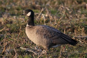 Cackling Goose Unknown Spots Sat, 1/20/2018