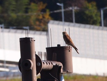 2022年11月27日(日) 新横浜公園の野鳥観察記録