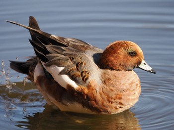 2022年11月27日(日) 見沼自然公園の野鳥観察記録