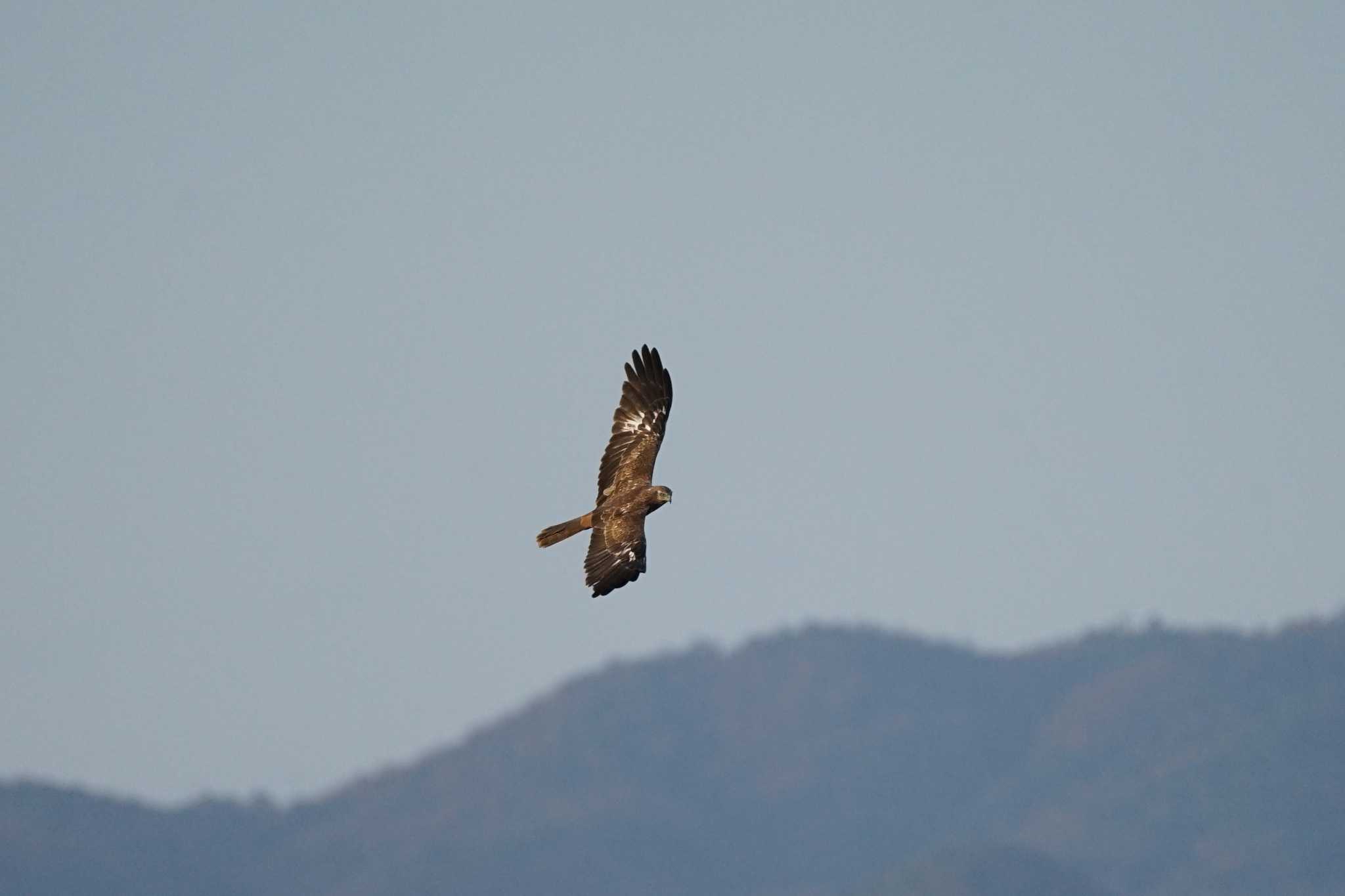 Photo of Eastern Marsh Harrier at 飯梨川河口(島根県安来市) by ひらも