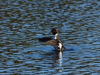 Common Goldeneye Tokyo Port Wild Bird Park Sun, 11/27/2022