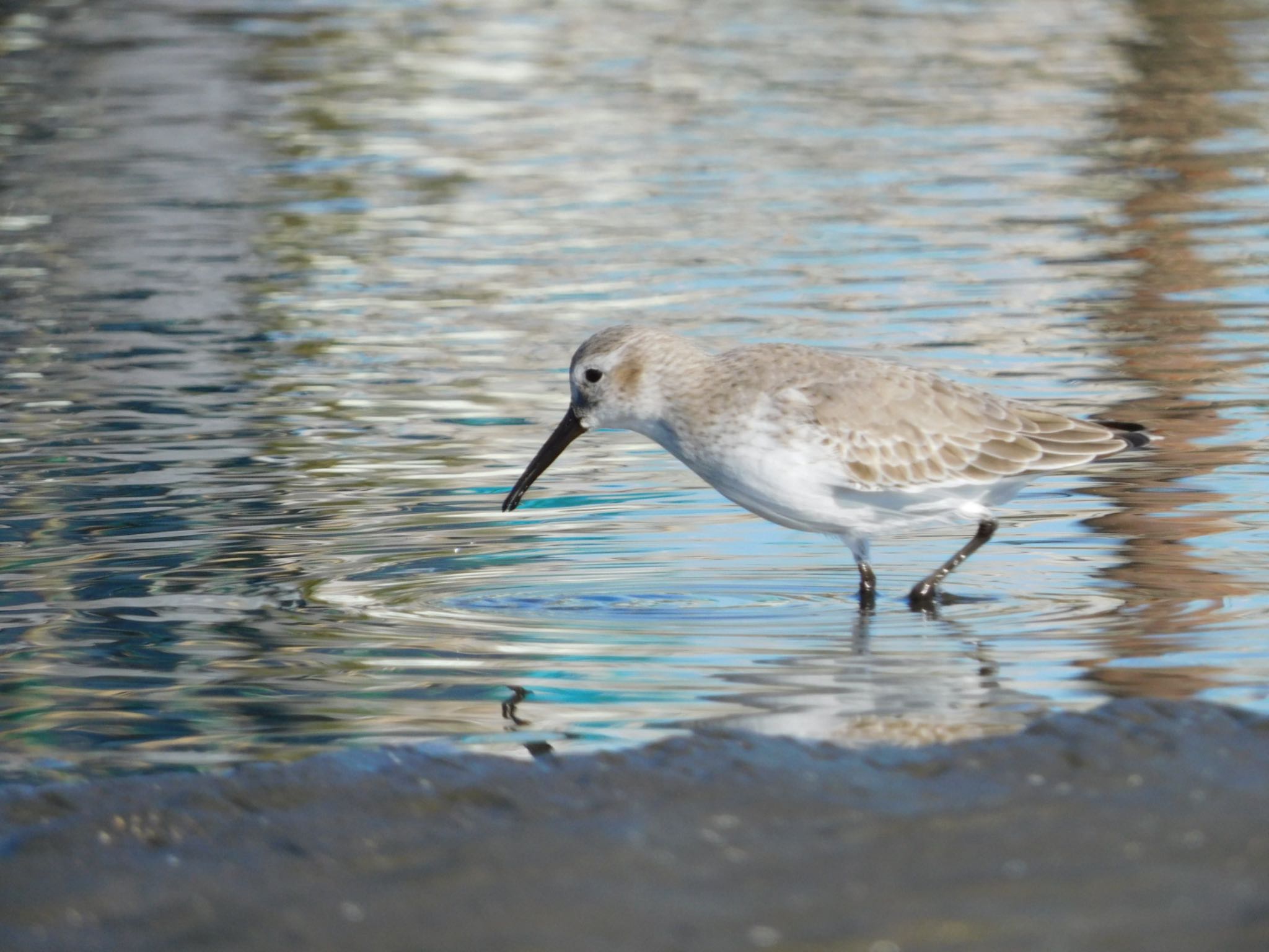 ふなばし三番瀬海浜公園 ハマシギの写真