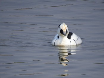 Smew 兵庫県明石市 Sat, 2/24/2018