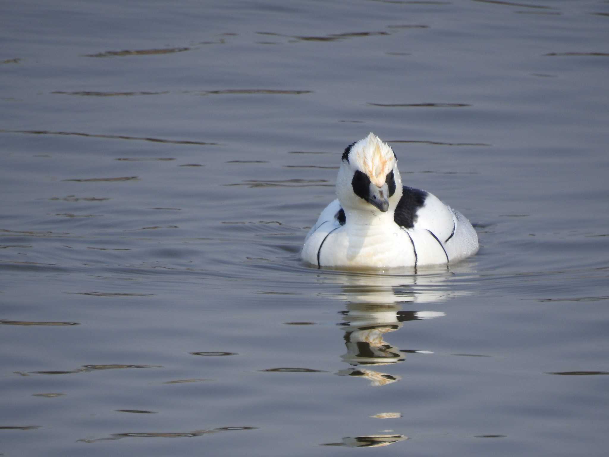 Photo of Smew at 兵庫県明石市 by 禽好き