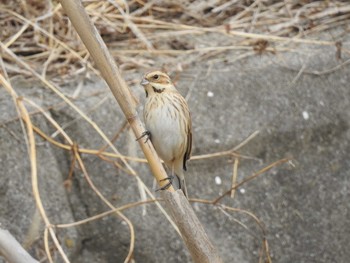 Common Reed Bunting 兵庫県明石市 Sat, 2/24/2018