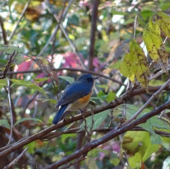 2022年11月27日(日) 小宮公園(八王子)の野鳥観察記録