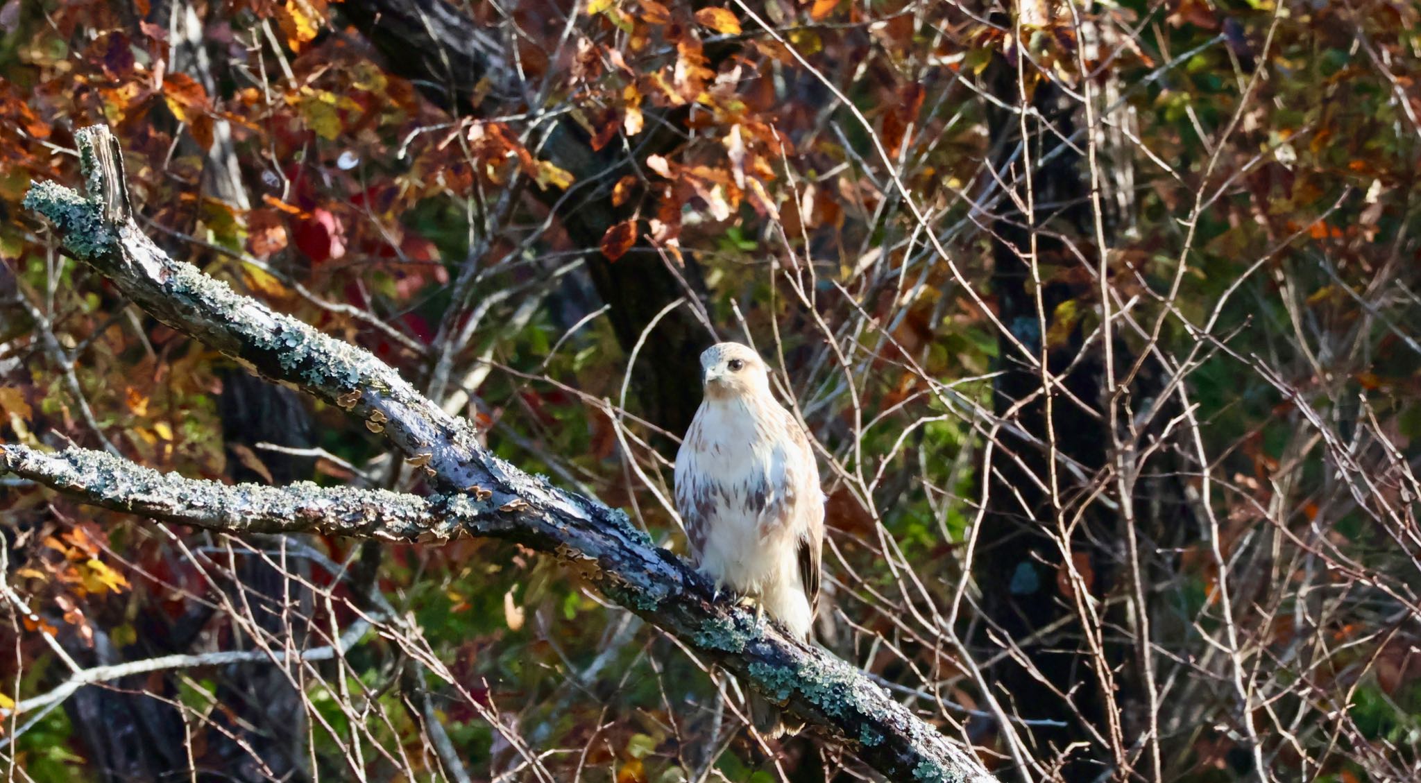 Photo of Eastern Buzzard at Arima Fuji Park by 洗濯バサミ