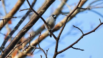 Long-tailed Tit Arima Fuji Park Sun, 11/27/2022