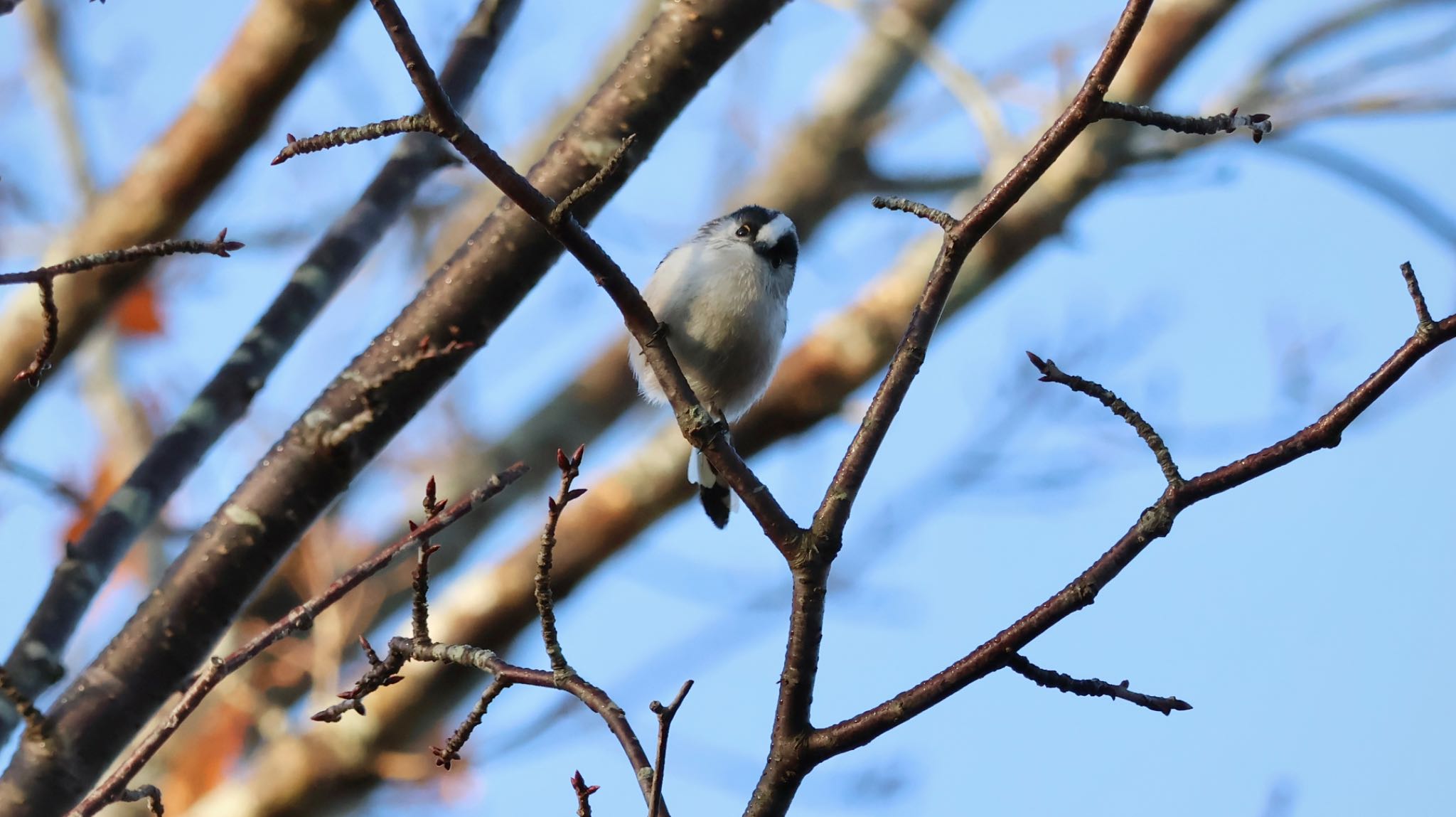 Photo of Long-tailed Tit at Arima Fuji Park by 洗濯バサミ