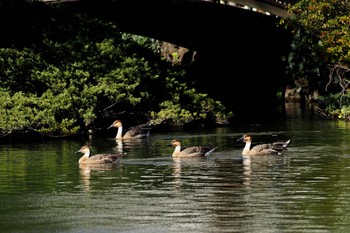 Sun, 11/27/2022 Birding report at Oikeshinsui Park