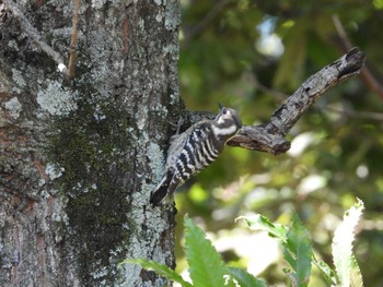 Japanese Pygmy Woodpecker びん沼自然公園 埼玉県富士見市 Sat, 10/29/2022