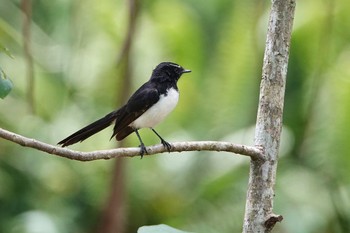 Willie Wagtail ケアンズ Sat, 10/8/2022