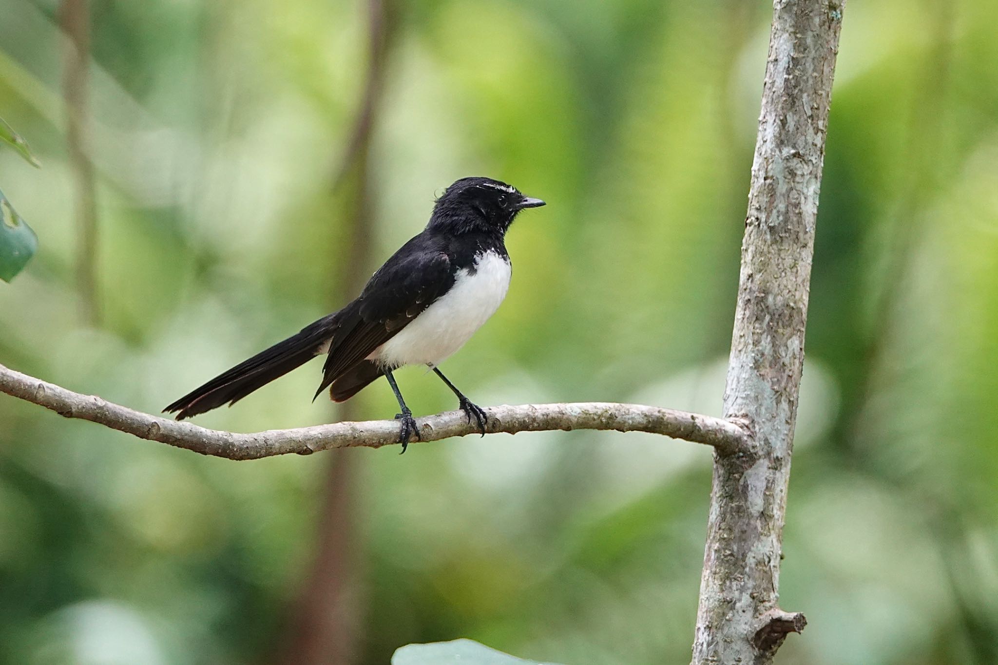 Willie Wagtail