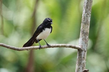 Willie Wagtail ケアンズ Sat, 10/8/2022