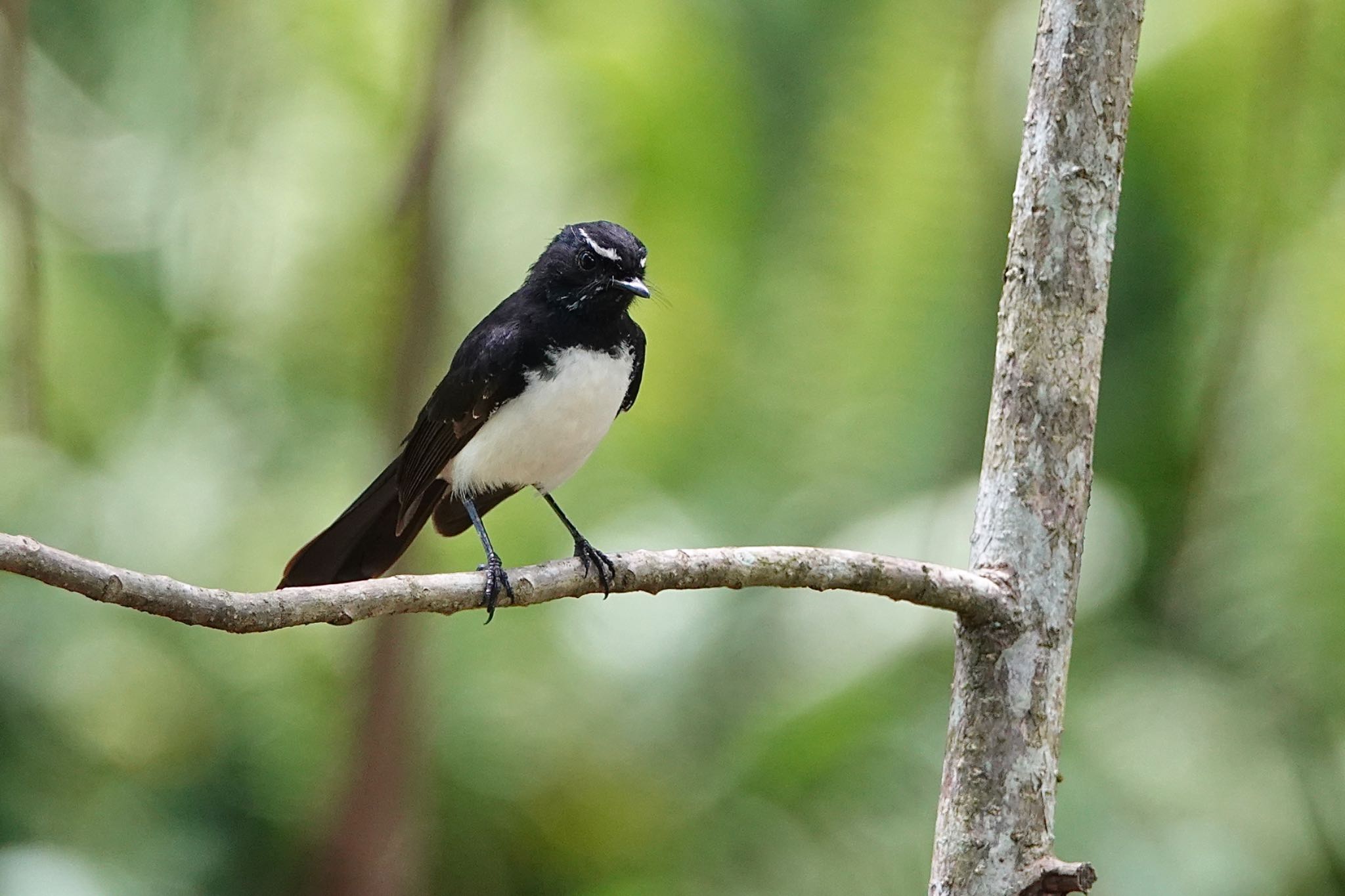 Willie Wagtail