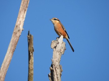 Bull-headed Shrike 生駒山 Sun, 11/27/2022