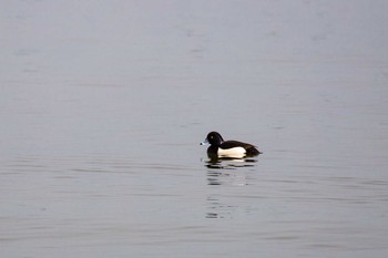 キンクロハジロ 志那の浜 2018年2月28日(水)