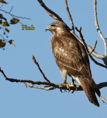 Eastern Buzzard Unknown Spots Sun, 11/27/2022