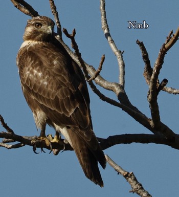 Eastern Buzzard Unknown Spots Sun, 11/27/2022