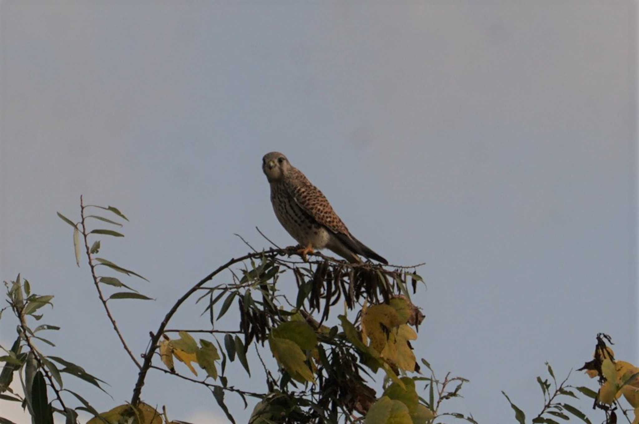 Photo of Common Kestrel at 桂川 by マル