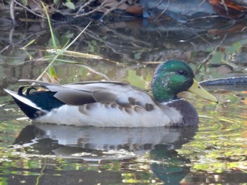 Mallard Tokyo Port Wild Bird Park Sun, 10/23/2022