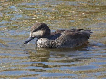 Gadwall 境川遊水地公園 Sat, 11/19/2022