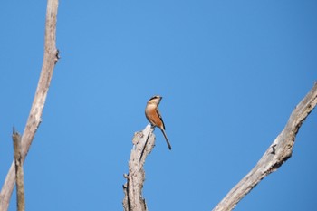 Bull-headed Shrike 生駒山 Sun, 11/27/2022