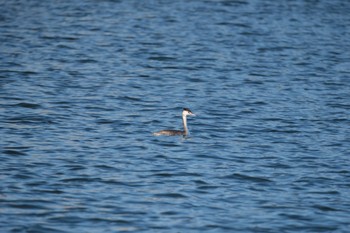 Great Crested Grebe 紀ノ川 Sun, 11/27/2022