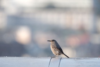 Blue Rock Thrush 紀ノ川 Sun, 11/27/2022