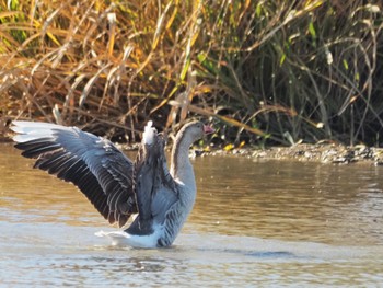 Greater White-fronted Goose 菅生沼 Sun, 11/27/2022