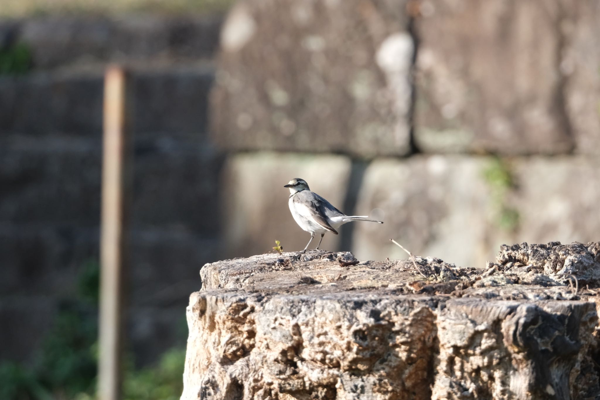 Photo of White Wagtail at 和歌山城公園 by グンシン