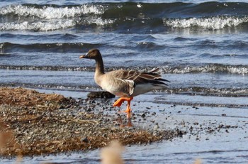 2022年11月27日(日) 湖北野鳥センターの野鳥観察記録