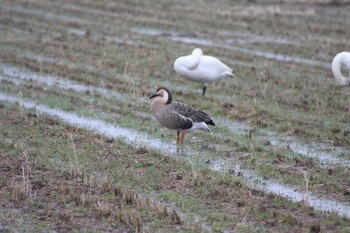 サカツラガン 滋賀県 湖北 2010年2月11日(木)