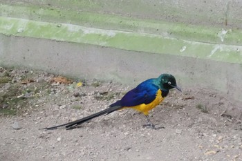 Golden-breasted Starling